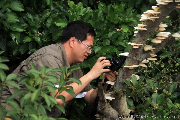 专家在东湾发现罕见红树真菌.jpg