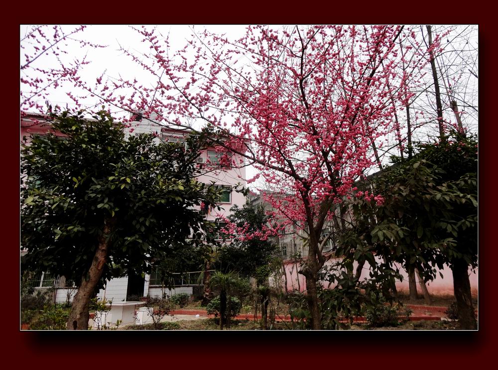 校园花红又逢春