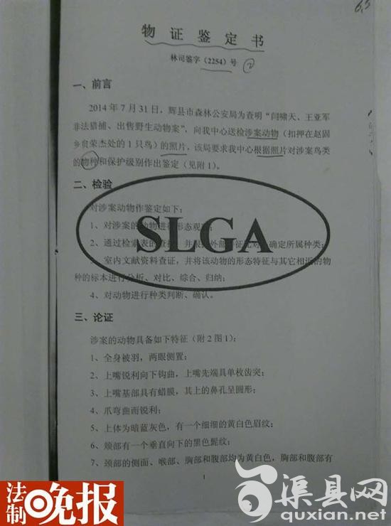 （对闫啸天掏的鸟经鉴定为燕隼、国家二级保护动物）