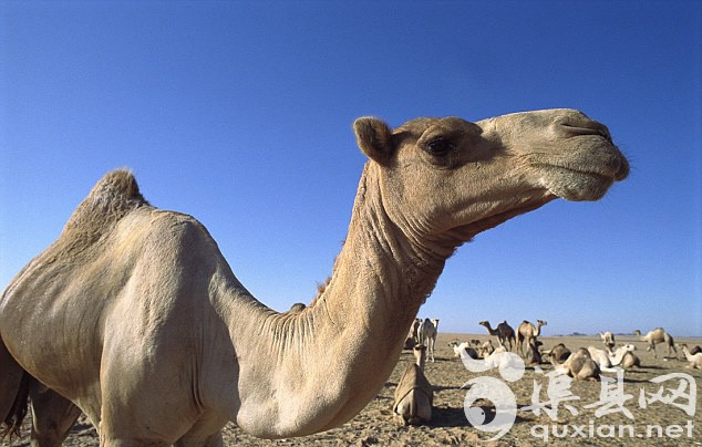 沙特一名女子亲吻骆驼被婆婆看到，婆婆大怒，要求儿子与儿媳离婚。