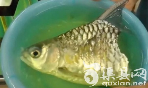 泰国一条只剩下头部及半段躯干的鱼仍可以正常的吃食和呼吸。