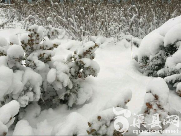 西安昨晚下的大雪