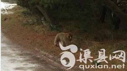 　　狒狒22日从布拉凡德动物园(Blavand Zoo)逃走后，仍在邻近的艾斯比约镇游荡。