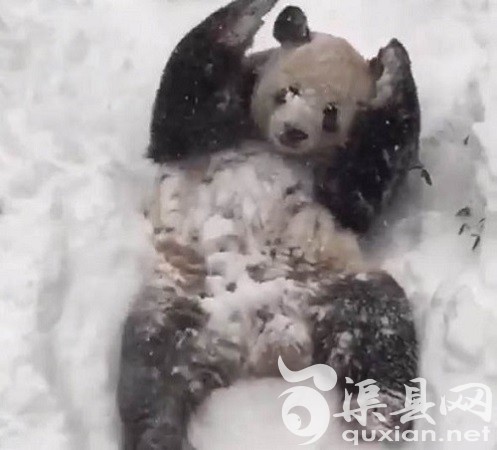 大熊猫“天天”玩雪