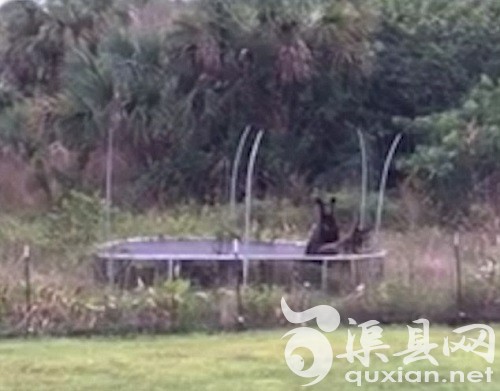 两只黑熊崽跑进住户的院子，玩起了蹦床。