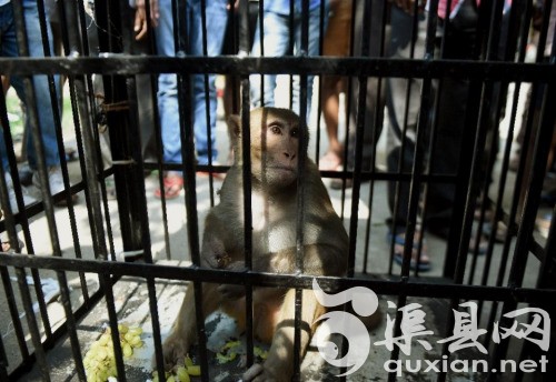 猴子被关进笼子游街示众。