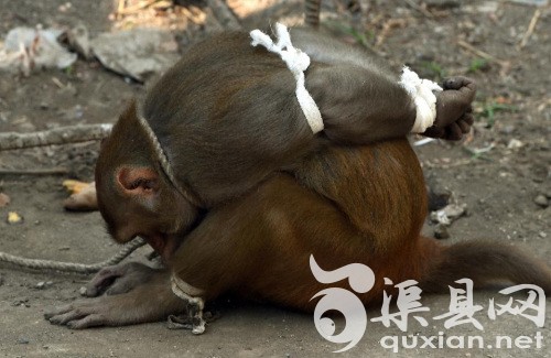 这只在印度孟买市内捣蛋的猴子被抓。