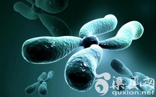 染色体图片。一些科学家担心，男性将在500万至1000万年后灭绝，因为男性性染色体一直在脱落基因。但是中国的新研究称，Y染色体被一种被名为DNA甲基化的机制保护着。
