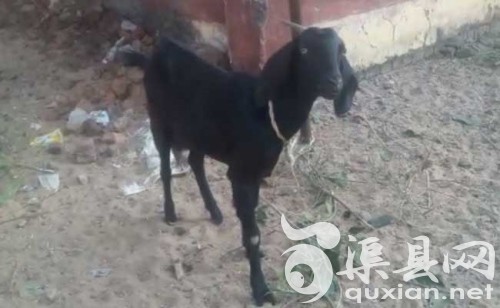 印度恰蒂斯加尔省一只山羊因屡次破坏当地县长的花园，日前和主人一起遭警方逮捕。