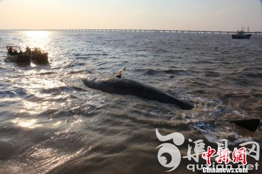 图为15日，江苏如东洋口港海滩正在打捞第二条搁浅死亡的抹香鲸。 陈建明 摄