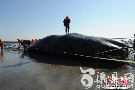 图为15日，江苏省海洋水产研究专家现场勘查搁浅死亡的抹香鲸。 陈建明 摄