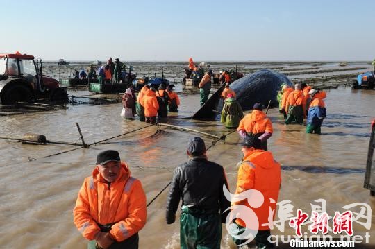 图为15日，江苏省海洋水产研究专家现场勘查搁浅死亡的抹香鲸。 陈建明 摄