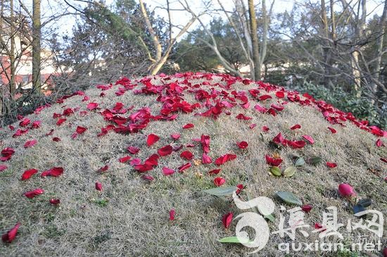 情人节刚过，杭州西湖边武松墓坟头被撒满玫瑰花瓣。资料图