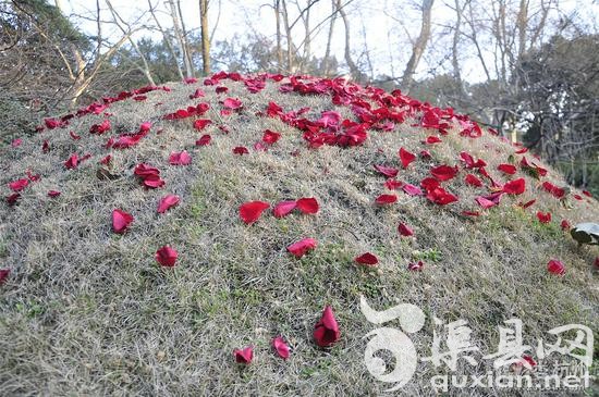 情人节刚过，杭州西湖边武松墓坟头被撒满玫瑰花瓣。资料图