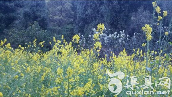 渠县花季的风景。