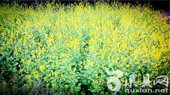 渠县花季的风景。