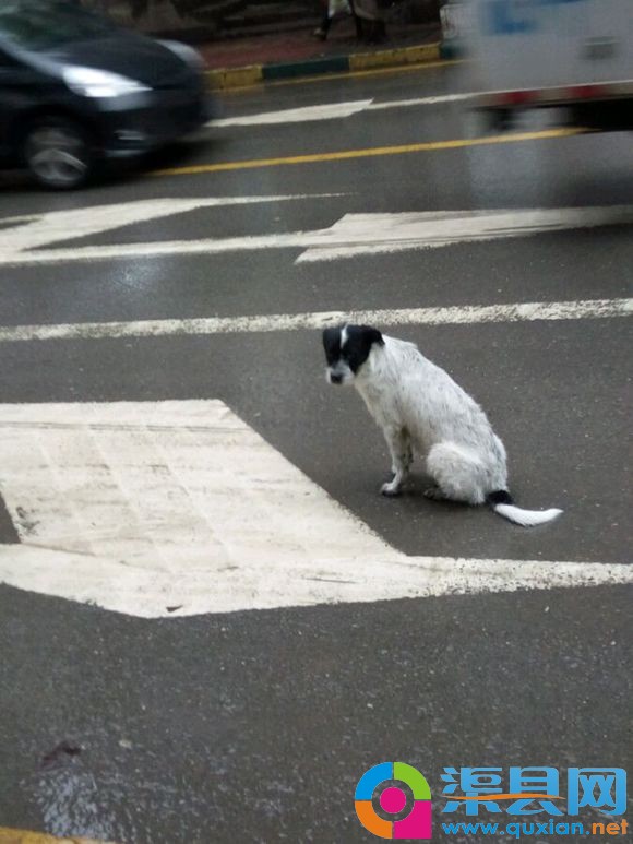 这是谁家的狗，坐在马路上面好久了。