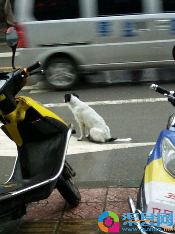 这是谁家的狗，坐在马路上面好久了。