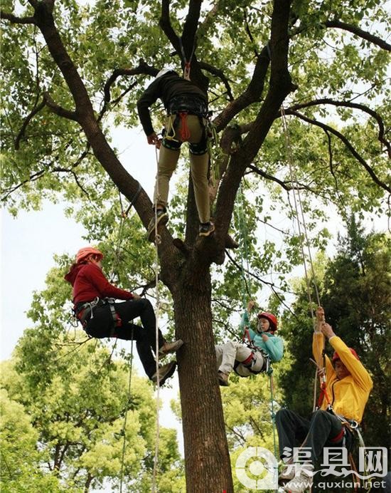 苏州校园开设爬树课