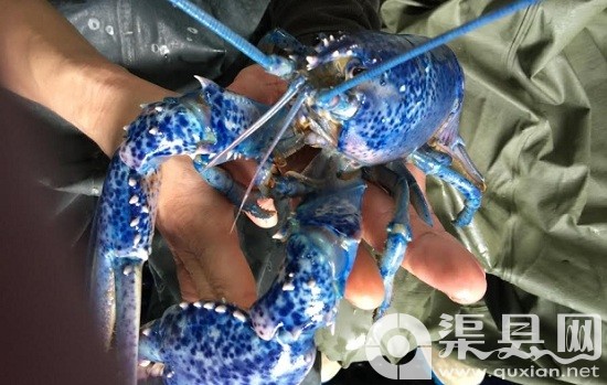 渔民捕捉到的蓝龙虾“欧泊”