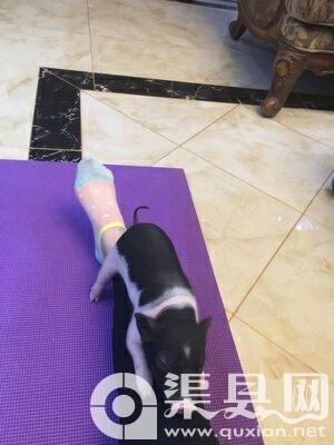 免费赠送泰迪和香猪宝宝，找个有爱心的人领养