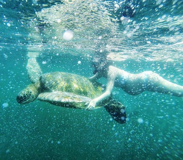 林青霞继女挺9月孕肚浮潜 与巨型海龟畅游
