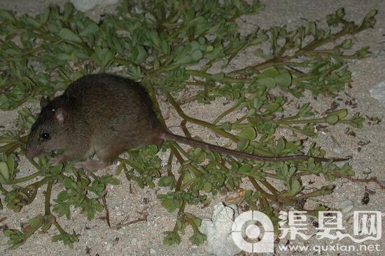 2002年，研究者在大堡礁附近发现的裸尾鼠