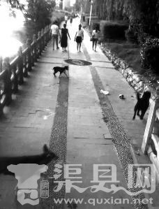 陕西回应“杀流浪犬奖200”:用词不慎 系对恶犬