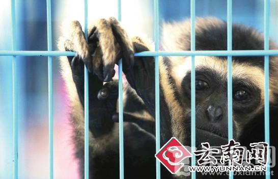 云南最大网络野生动物非法贸易案告破