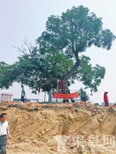 郑州城中村 1100岁古槐树将被移走树主人揪心