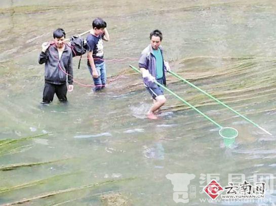 云南3名男子在盘龙江“电鱼” 鱼虾瞬间被击晕