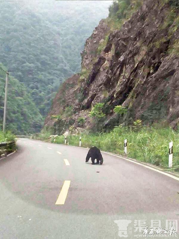 10位村民在公路上邂逅成年黑熊 最近距离仅6米