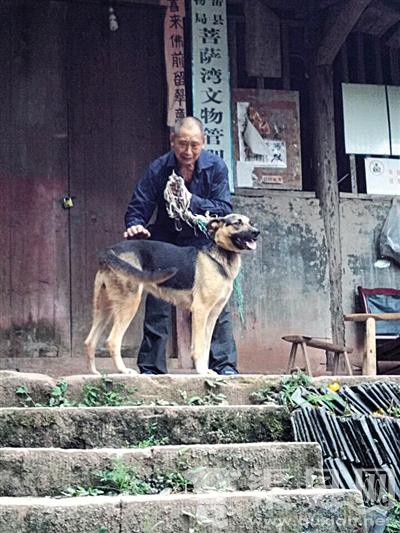 四川安岳县雇狼犬护国宝 每月仅150元伙食费