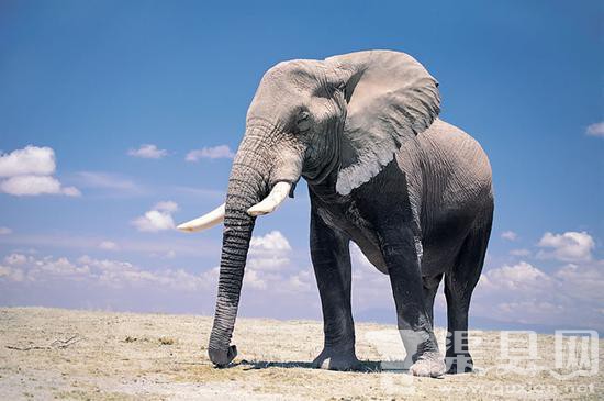 莫桑比克大象遭鸣笛发怒 掀翻观光车扬长而去