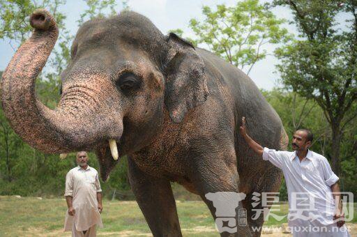 32岁大象患上“心理疾病” 原因是巴基斯坦太热
