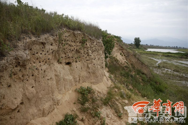 西安沣河畔燕子窝被挖 土地未移交保护成难题