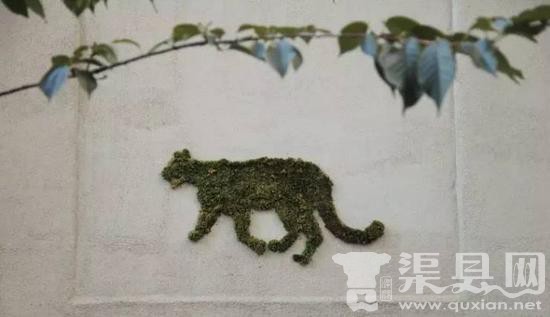 苔藓上也能作画 艺术的灵感简直无处不在