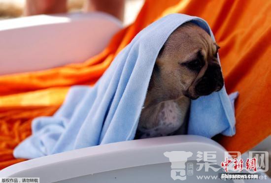 巴西一只狗狗被射5枪奇迹存活 收容机构找领养