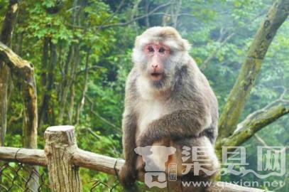女游客在峨眉山景区遇猴子夺包 腿被连咬两口