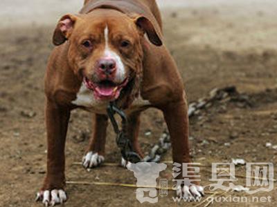 男子花数千元买烈性犬当宠物 太凶猛白送没人要