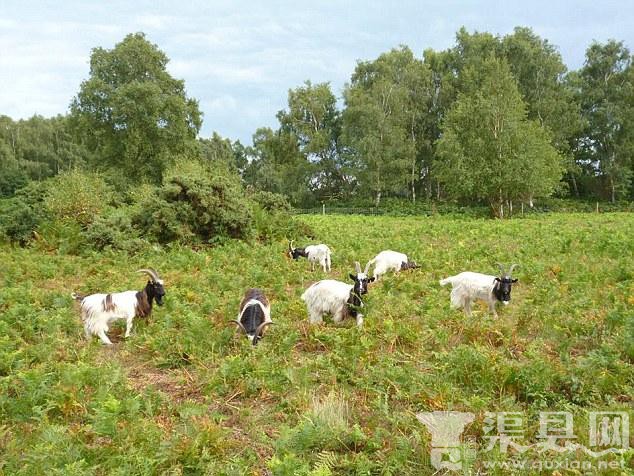 英国引进山羊吃杂草 不料几乎啃光所有植被