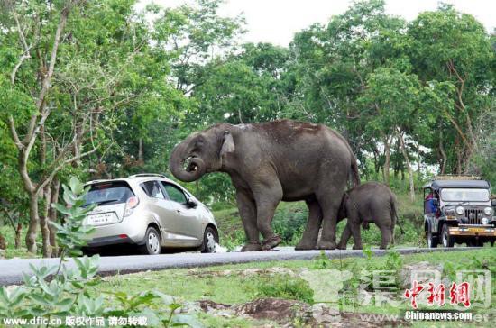 动物园大象用鼻子扔石头 7岁女孩被击中头部身亡