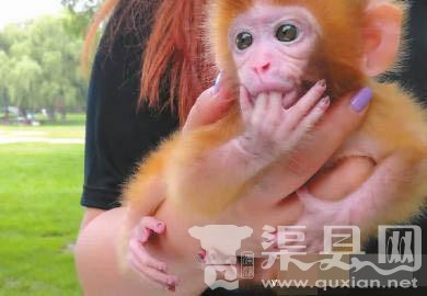 长春女子公园遛猴 猴子穿尿不湿涂紫色指甲油
