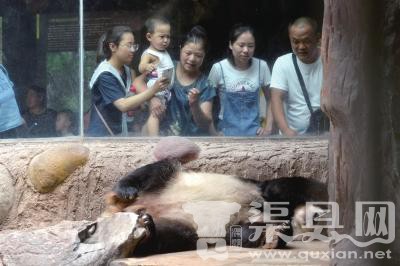 动物防暑每天吃900斤西瓜 熊猫吹空调吃特供竹子 