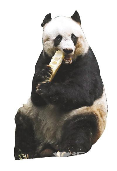 最长寿圈养大熊猫将迎38岁生日 相当于人类百岁