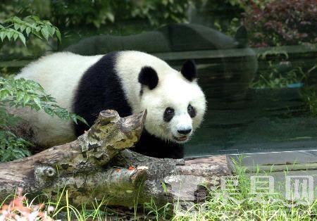 最长寿圈养大熊猫佳佳满38岁 每天吃降压药