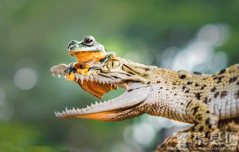 大胆小青蛙竟敢骑在鳄鱼头上 小命还要吗？