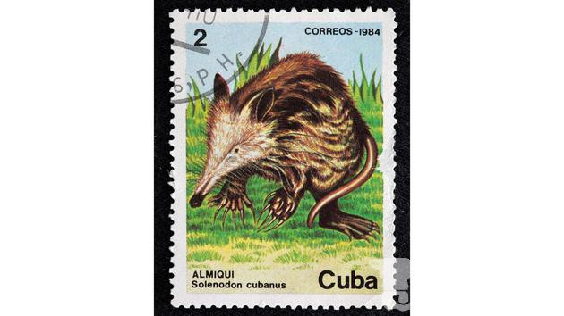 一枚以古巴沟齿鼩主题的邮票。