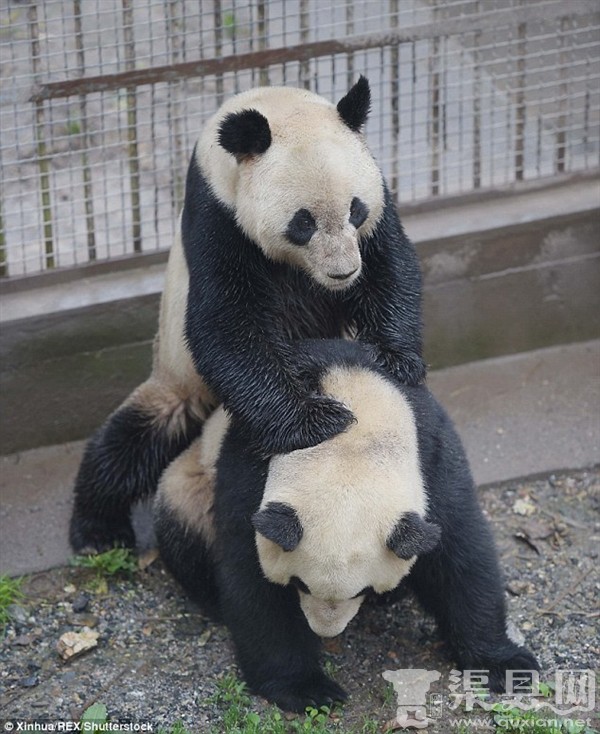 工作人员用棍子帮大熊猫交配：激发繁殖欲