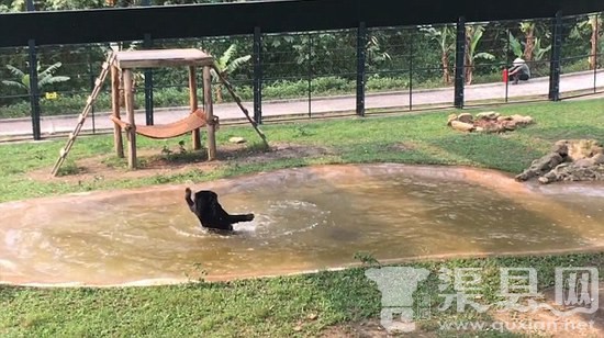 小黑熊获救后超兴奋,嗷嗷~这个池塘被我承包啦！